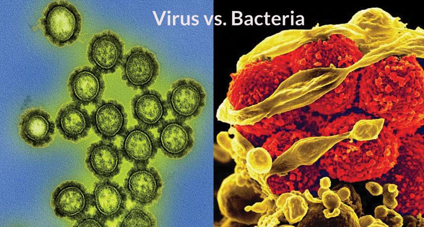 Glebe Hill Family Practice - Viruses v's Bacteria